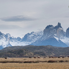 Foto: Cristobal Alvial