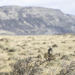 Foto: Christian Miranda